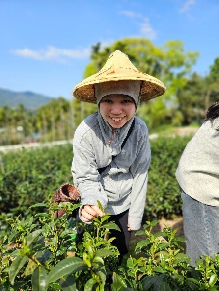 職能治療活動學課程，鹿谷山中茶學採茶活動